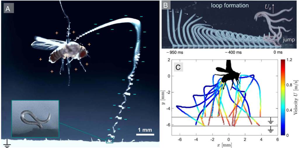 Secuencia experimental que muestra cómo los nematodos parásitos Steinernema carpocapsae se lanzan desde una superficie húmeda y son atraídos por una mosca de la fruta cargada eléctricamente. Las imágenes de alta velocidad captan el salto completo: desde la formación del bucle previo al impulso hasta la curva que describe el gusano en el aire al ser atraído por el campo eléctrico del insecto, con voltajes que variaron entre 100 y 700 voltios. El estudio confirma que la electricidad estática guía su trayectoria y facilita la adhesión al hospedador.
Crédito: Ran et al., “Electrostatics facilitate midair host attachment in parasitic jumping nematodes”, Proceedings of the National Academy of Sciences (PNAS), 2025.