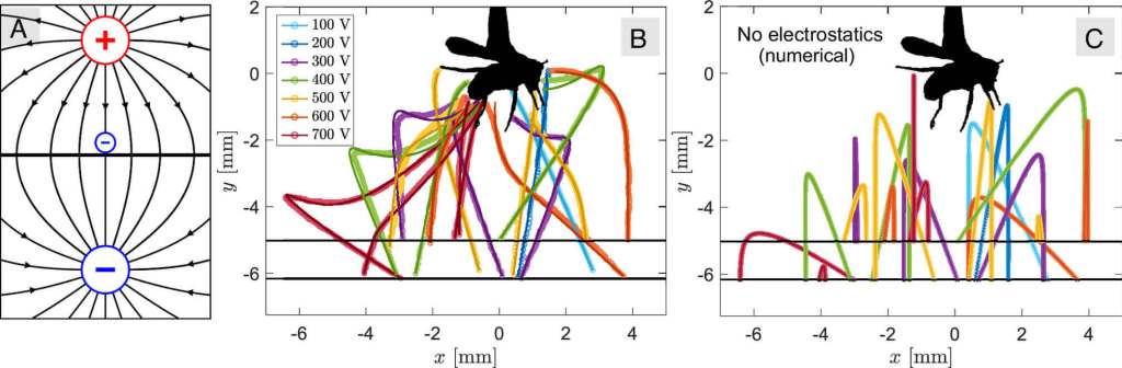 Modelo electrostático y ajuste de trayectorias de los nematodos saltadores Steinernema carpocapsae. El esquema muestra cómo los investigadores representaron a la mosca de la fruta como una esfera cargada positivamente y al nematodo como una esfera más pequeña con carga negativa, sobre una superficie conectada a tierra. Las líneas negras indican el campo eléctrico que genera la atracción entre ambos. Los gráficos comparan los datos experimentales con las simulaciones: cuando se elimina el efecto electrostático, solo uno de los 19 gusanos logra alcanzar su objetivo, confirmando que la electricidad es clave para el éxito del salto.
(Crédito: Ran et al., PNAS, 2025)
