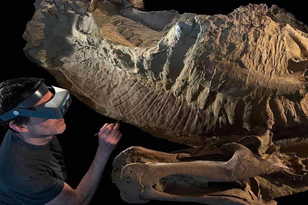 Tyler Keillor, preparador de fósiles de la Universidad de Chicago, junto a la momia del dinosaurio apodado “Ed Jr.”, sepultado por una inundación hace unos 66 millones de años