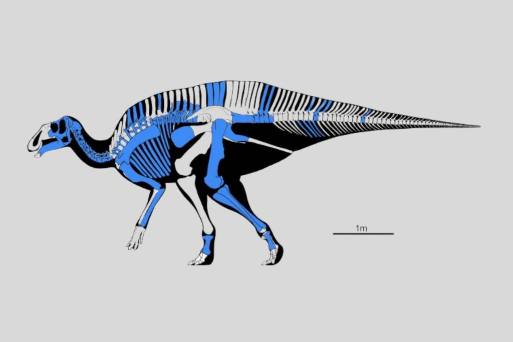 Reconstrucción esquelética de Ahshislesaurus wimani (holotipo USNM VP-8629), basada en el cráneo original