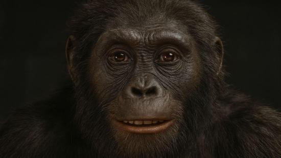 Ardipithecus ramidus