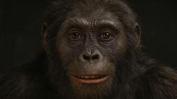 Ardipithecus ramidus