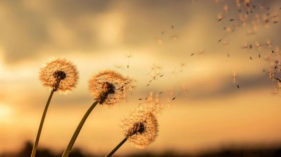 Científicos comienzan a desentrañar el complejo mecanismo con el que los dientes de león esparcen sus esponjosas semillas