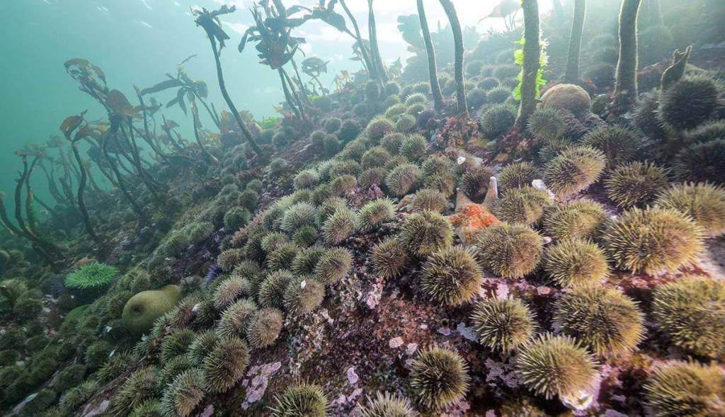 Descubren la bacteria que eliminó miles de millones de estrellas de mar: el hallazgo pone fin a más de una década de dudas sobre la mayor epidemia submarina registrada