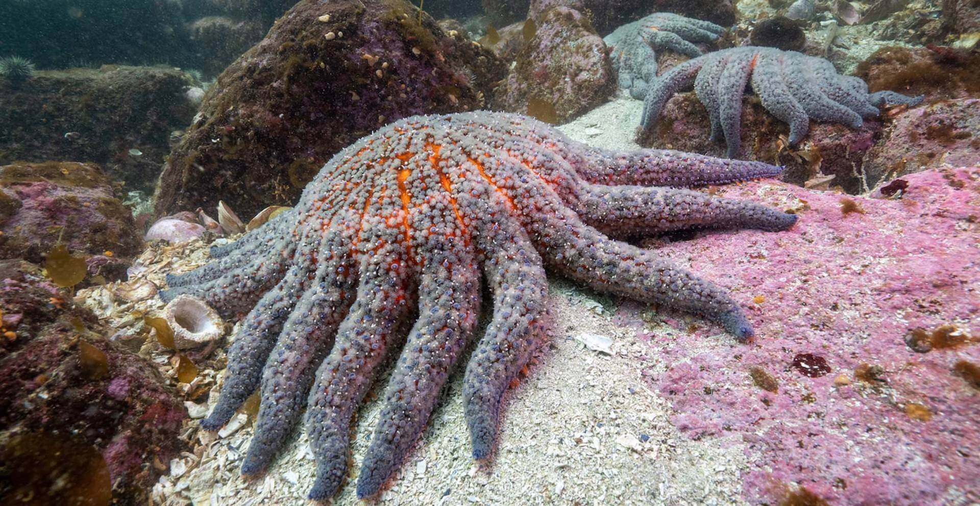 Una bacteria marina común resultó ser la responsable del colapso masivo de las estrellas de mar en el Pacífico.