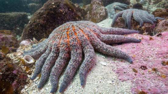 Una bacteria marina común resultó ser la responsable del colapso masivo de las estrellas de mar en el Pacífico.