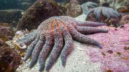 Una bacteria marina común resultó ser la responsable del colapso masivo de las estrellas de mar en el Pacífico.