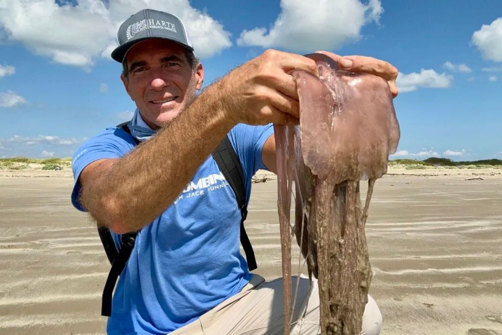 Sus tentáculos pueden extenderse hasta alcanzar los 21 metros de longitud, una cifra sorprendente incluso entre las medusas más grandes conocidas