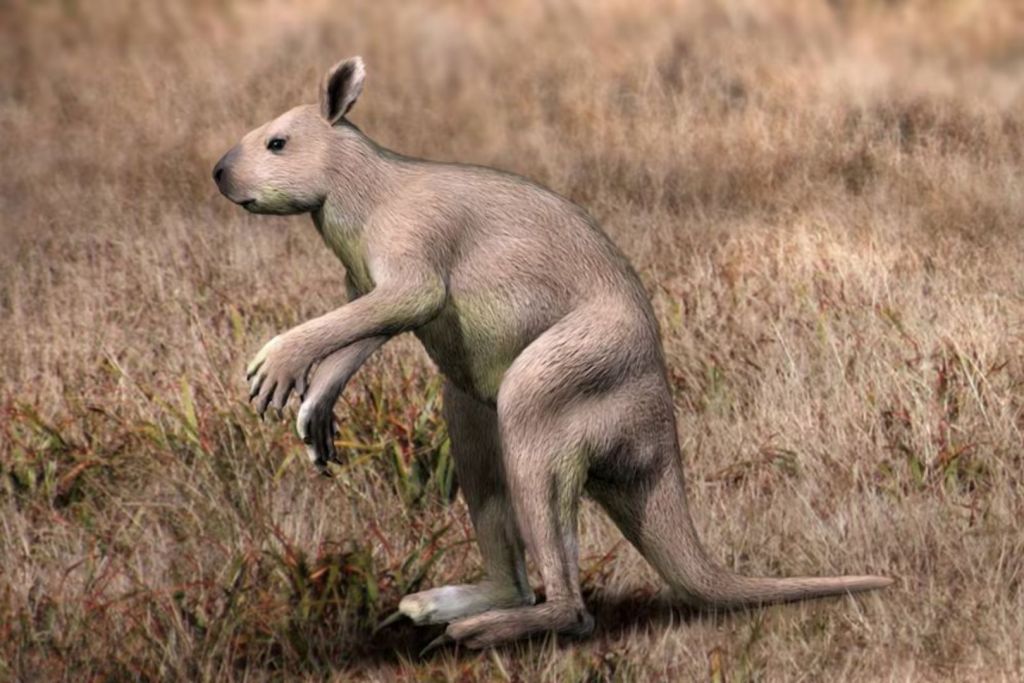 Esta tibia pertenecía a un Sthenurus, un marsupial gigante emparentado con los canguros actuales, que habitó Australia hace miles de años