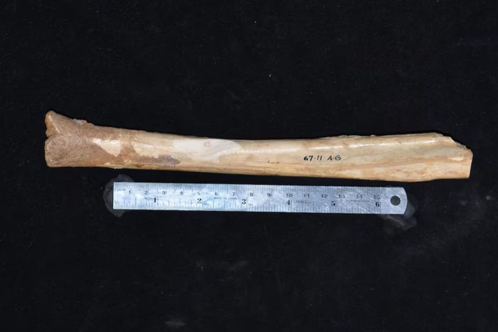 Una tibia fosilizada de un canguro gigante extinto, hallada en Australia, presenta una muesca que, según nuevos estudios, podría deberse a la extracción intencional del fósil y no a señales de caza o carnicería