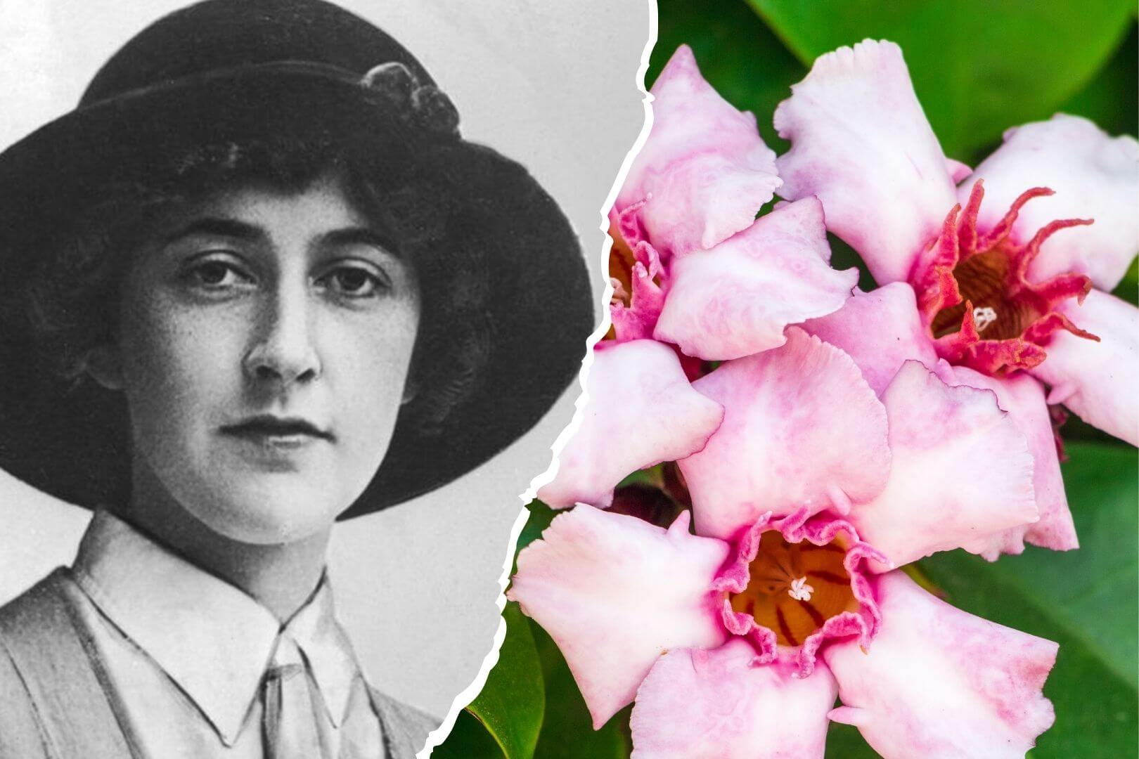 El veneno que usaban tribus africanas para cazar elefantes fue la clave silenciosa en algunos de los asesinatos más ingeniosos de Agatha Christie