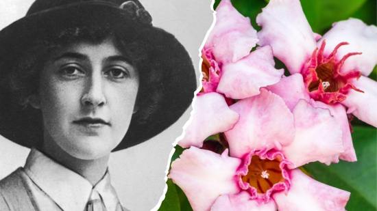 El veneno que usaban tribus africanas para cazar elefantes fue la clave silenciosa en algunos de los asesinatos más ingeniosos de Agatha Christie