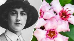 El veneno que usaban tribus africanas para cazar elefantes fue la clave silenciosa en algunos de los asesinatos más ingeniosos de Agatha Christie
