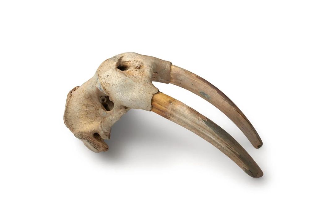 Los vikingos groenlandeses enviaban a Europa bloques enteros de marfil con los colmillos aún unidos al cráneo del animal