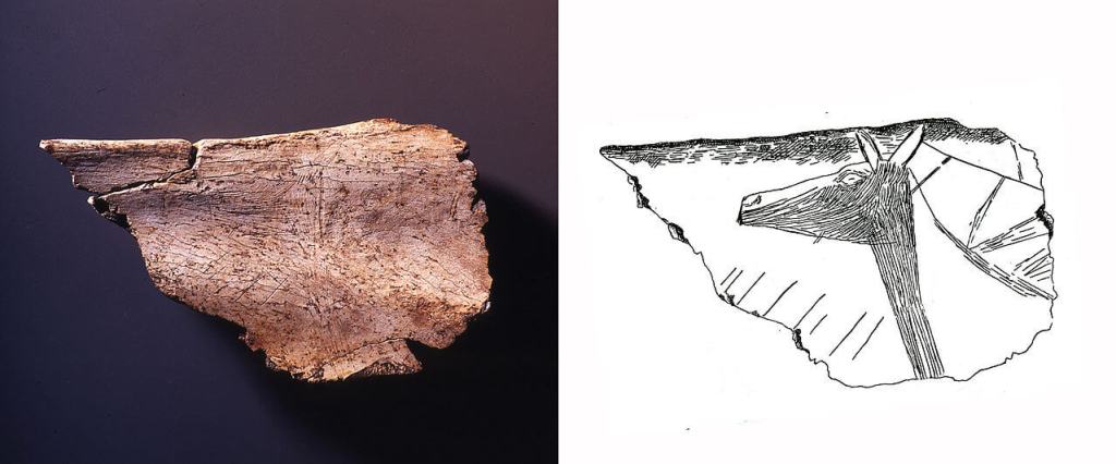 Omóplato grabado procedente de la cueva de Altamira, conservado en el Museo de Altamira.