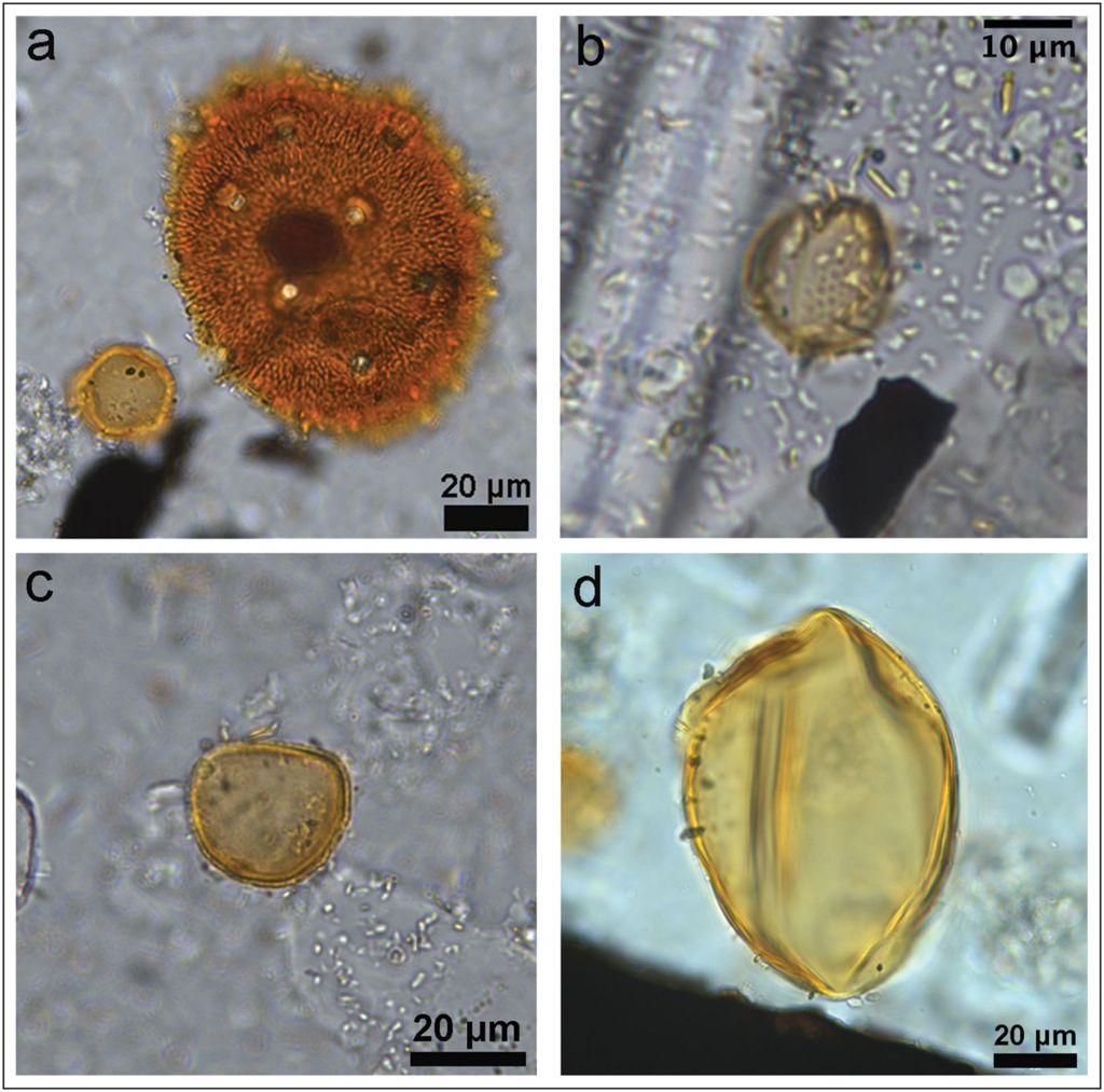 Polen de Monte Sierpe