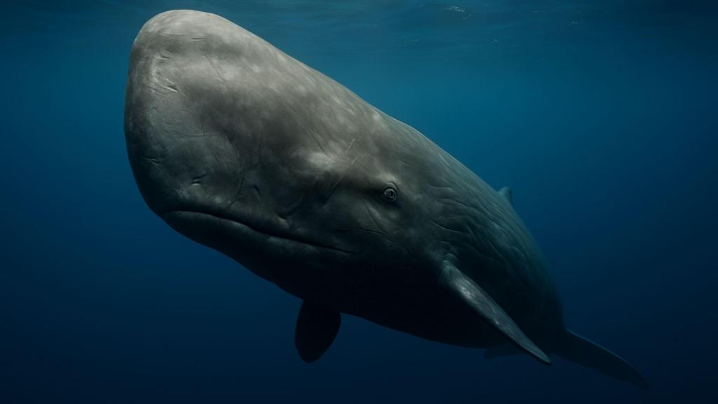 Algunas codas muestran trayectorias de formantes que funcionan como diptongos.