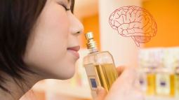 La primera señal cerebral aparece a los 80 ms y refleja las propiedades químicas del olor.