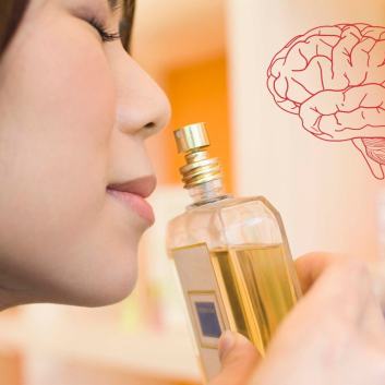 La primera señal cerebral aparece a los 80 ms y refleja las propiedades químicas del olor.