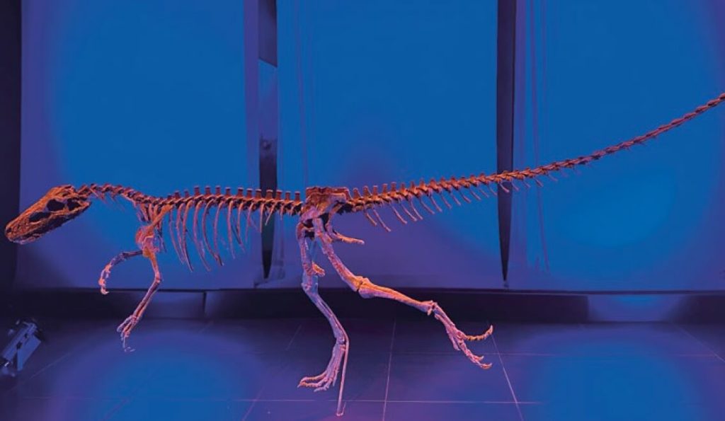 Sobre estas líneas, una réplica de un esqueleto del dinosaurio Herrerasaurus que se encunetra expuesta en el Museo Aragonés de Paleontología en Dinópolis (Teruel, España).