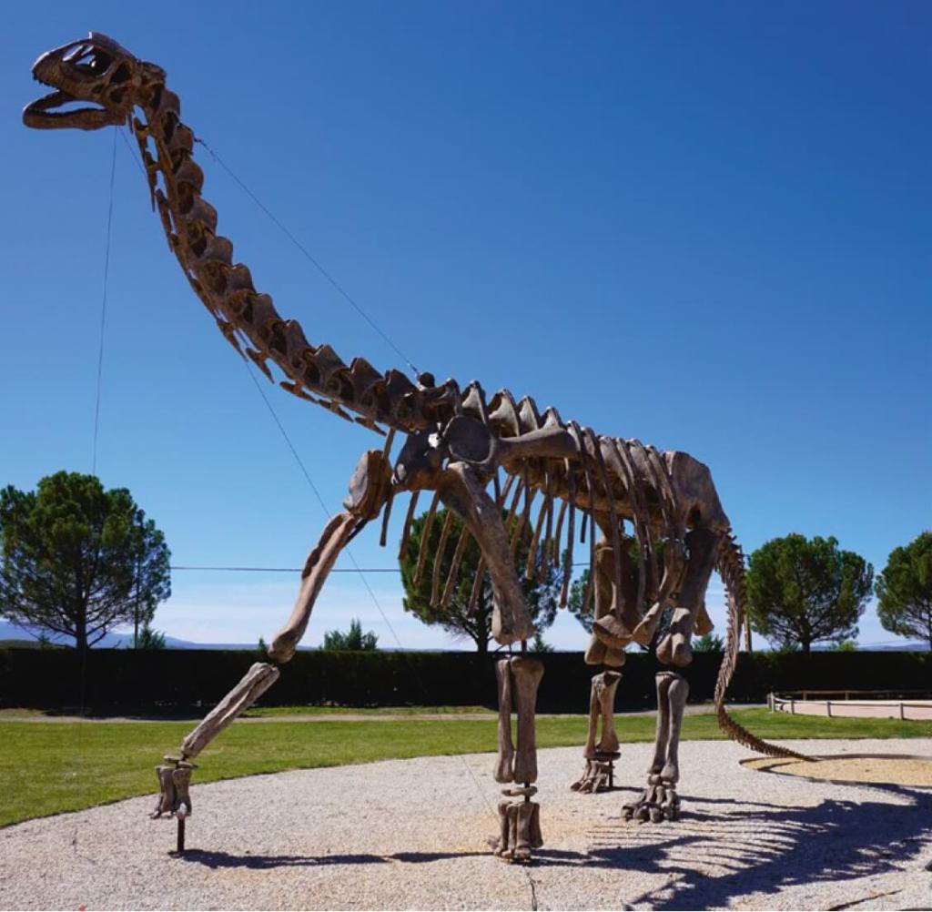 Ejemplos de dinosaurios saurisquios:
arriba vemos una reconstrucción del
esqueleto del saurópodo Turiasaurus del
Jurásico Superior de Teruel (España) y
a la izquierda, detalle de la réplica del
cráneo del terópodo Tyrannosaurus del
Cretácico Superior de Norteamérica.
Tierra Magna y Museo Aragonés de
Paleontología en Dinópolis (Teruel).