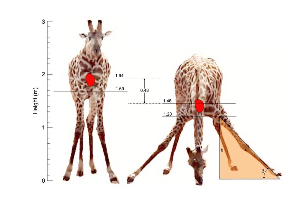 Ilustraciones basadas en un video de una jirafa de pie y bebiendo en un abrevadero. El corazón se ubica a la altura de la articulación del hombro, y la posición del codo (h) se calcula a partir de la longitud del eje de la pata delantera (L) y el ángulo que forma con el suelo (β). La escala de altura se ajustó según la elevación del corazón en el modelo de jirafa de 651 kg, manteniendo la proporción con el animal fotografiado (van Sittert et al., 2015).