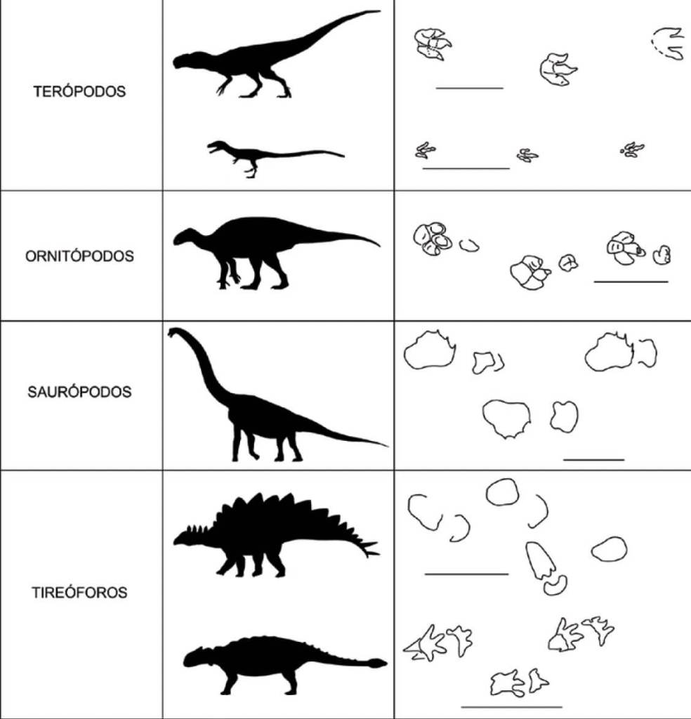 Principales tipos de icnitas de los grupos de
dinosaurios más representativos. Fuente: Andrea Guarido Ramo.
