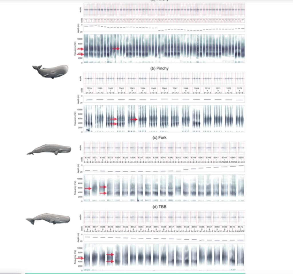 Espectrogramas y formas de onda de codas tipo a (un formante) y i (dos formantes) producidas por las ballenas Pinchy, Fork y TBB, con la clasificación tradicional de coda. La técnica visual elimina el tiempo entre clics y normaliza su amplitud, mostrando con claridad los formantes señalados con flechas rojas. Las codas de Pinchy y TBB proceden de dos secuencias consecutivas; los valores de profundidad se indican bajo cada espectrograma. Fuente: Open Mind / Alex Boersma.