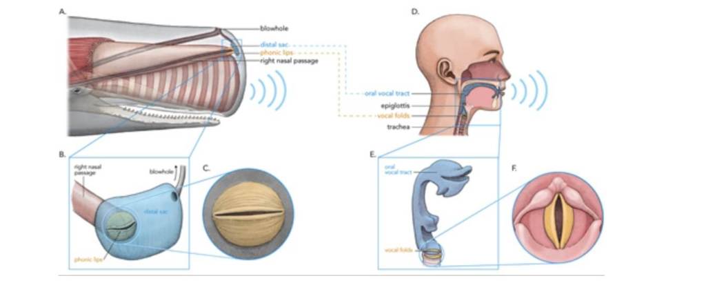 Paralelos entre la producción de vocales humanas y las “vocales-coda” de los cachalotes: los labios fónicos actúan como fuente del sonido, de forma análoga a las cuerdas vocales humanas, mientras que el saco de aire distal funcionaría como filtro equivalente al tracto vocal.
Publicado en Open Mind.