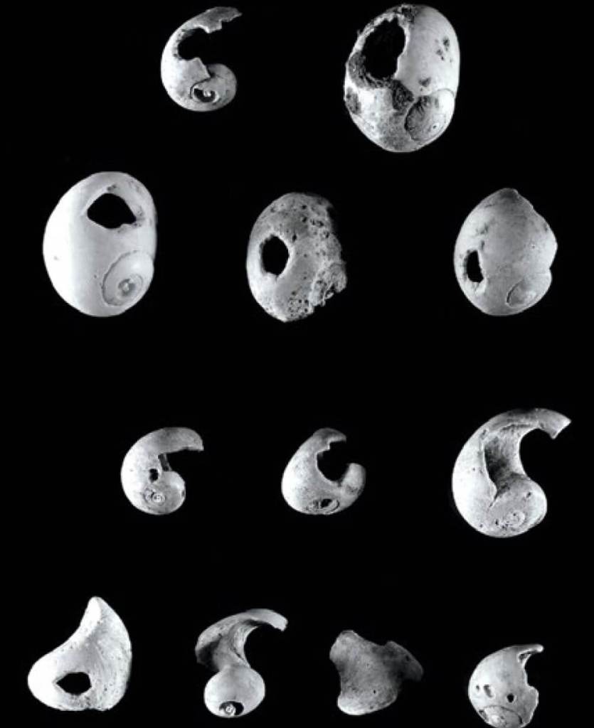 Caninos de oso perforado hallados en la cueva de El Buxu (Asturias). Fuente: Museo Arqueológico de Asturias.