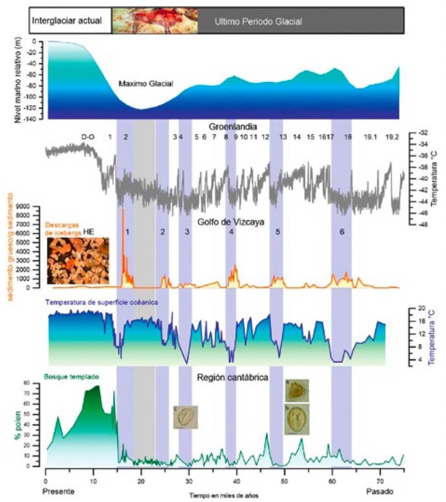 Variabilidad climática durante los últimos 75 000 años en el noroeste de la península ibérica, el golfo de Vizcaya y Groenlandia: cambios del nivel relativo del mar; temperaturas de Groenlandia; concentración de sedimentos gruesos en el testigo proveniente del Golfo de Vizcaya y variación de las temperaturas de las aguas. Ilustración original de Maria Fernanda Sánchez Goñi.