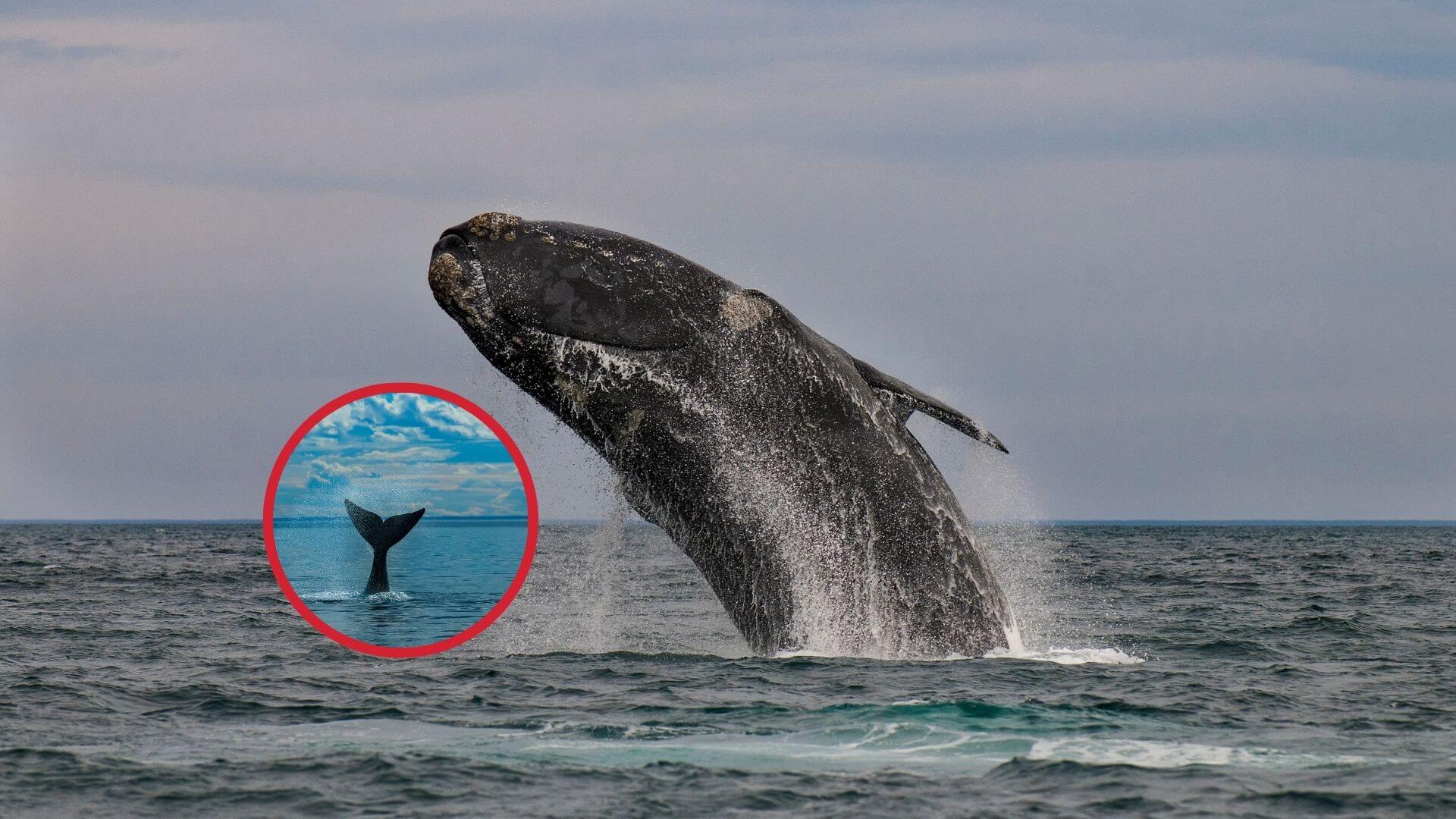 La lenta recuperación de las ballenas francas del Atlántico Norte devuelve la esperanza a los científicos