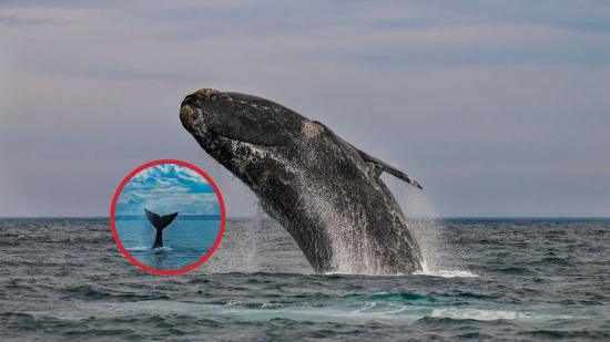 La lenta recuperación de las ballenas francas del Atlántico Norte devuelve la esperanza a los científicos