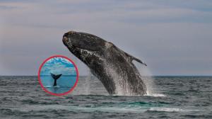 Buenas noticias en el Atlántico: tras años al borde de la extinción, las ballenas francas del Atlántico Norte muestran signos reales de recuperación
