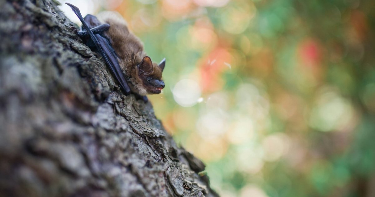 Murciélagos que brillan bajo luz ultravioleta revelan un fenómeno biológico que desconcierta a los científicos