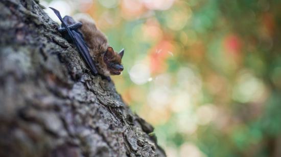 Murciélagos conservados en museos revelan un fenómeno que la ciencia aún no entiende