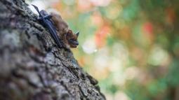 Murciélagos conservados en museos revelan un fenómeno que la ciencia aún no entiende