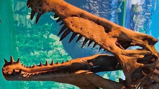 Sobre estas líneas, detalle del cráneo en una reconstrucción del esqueleto de Spinosaurus del Cretácico Superior de África. Destacan sus dientes largos y cónicos ideales para apresar a su principal alimento, los peces. Mar Jurásico en Dinópolis (Teruel, España).