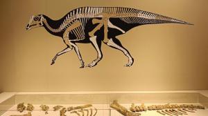 El ocaso de los dinosaurios: del reinado mesozoico al amanecer de los mamíferos