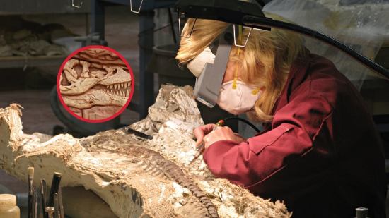 Excavar y preparar fósiles de dinosaurios: del yacimiento al laboratorio