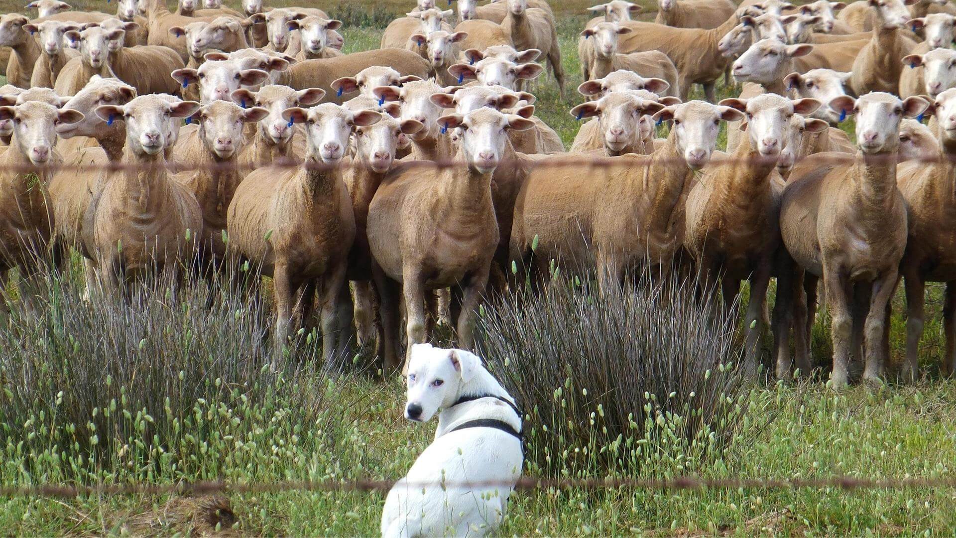 Los animales están desarrollando más enfermedades crónicas porque comparten con nosotros un entorno cada vez más estresante y contaminado.