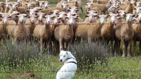 Los animales están desarrollando más enfermedades crónicas porque comparten con nosotros un entorno cada vez más estresante y contaminado.
