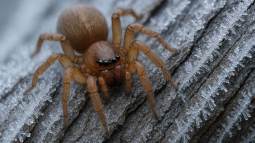 El hallazgo de unas arañas “anticongelantes” revela un mecanismo único que podría transformar el control de plagas en invierno