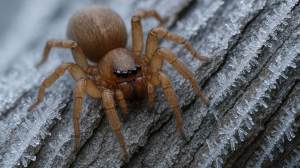 Las arañas que desafían el invierno: revelan las proteínas que las mantienen activas bajo cero y ayudan a disminuir el uso de insecticidas en los cultivos