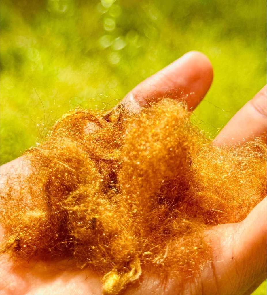 La seda marina dorada vuelve a producirse sin afectar especies protegidas.