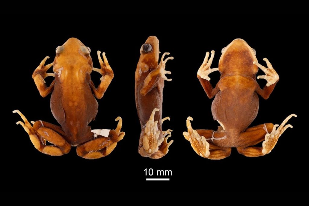 El análisis de ADN extraído de ejemplares conservados en museos fue clave para que los científicos pudieran identificar estas nuevas especies