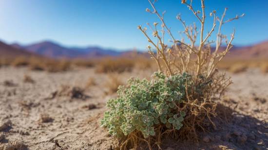 Arbusto del Valle de la Muerte reconfigura su interior para prosperar en uno de los lugares más calurosos del planeta