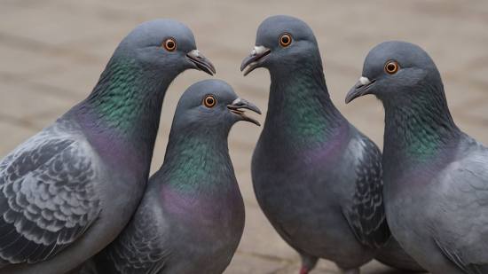 Estudio sugiere que las aves podrían experimentar formas básicas de percepción consciente