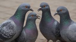 Estudio sugiere que las aves podrían experimentar formas básicas de percepción consciente