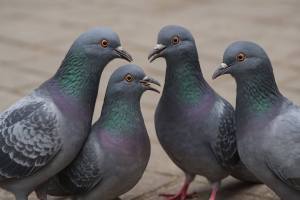 Hallazgo revolucionario: científicos descubren que las aves podrían tener formas fundamentales de conciencia, desafiando lo que sabíamos sobre la evolución de la mente